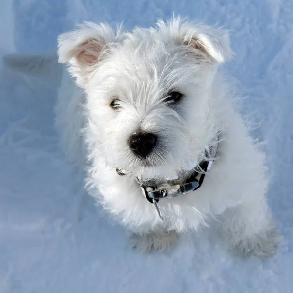 Oeste Highland Branco Terrier — Fotografia de Stock