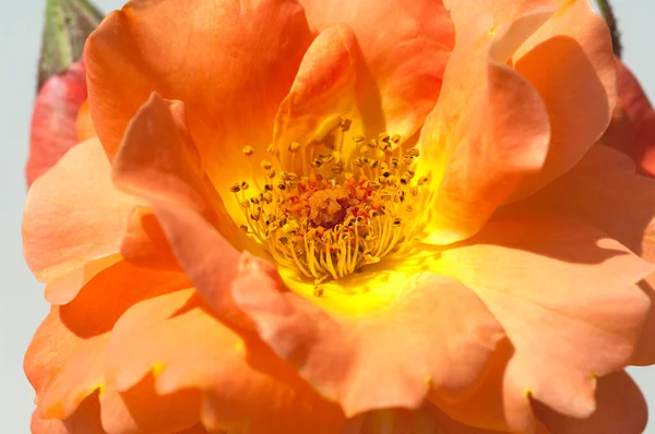 Westerland Strauchrose Gartenblume Rose — стокове фото