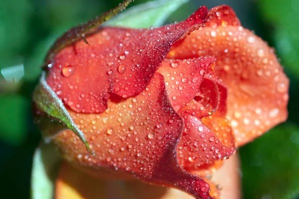 Westerland Strauchrose Gartenblume Rose — Stock Photo, Image