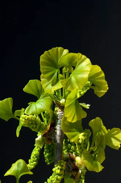 Hojas Verdes Sobre Fondo Negro —  Fotos de Stock