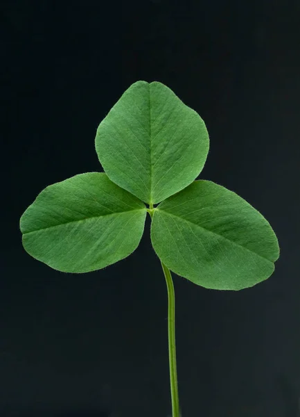 Зелений Лист Чорному Фоні — стокове фото