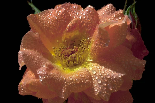 Westerland Strauchrose Gartenblume Rose — Photo