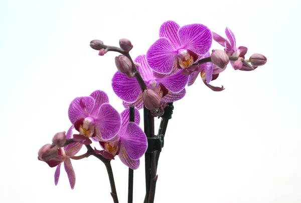 Красивый Цветок Орхидеи Белом Фоне — стоковое фото