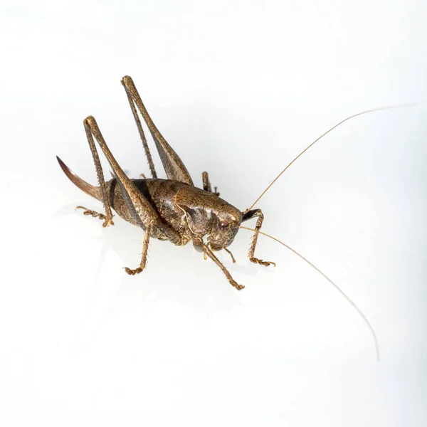 Kleine Strauchschrecke Yersinella Raymondii — Stock fotografie