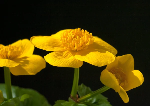 Sumpfdotterblume Caltha Palustris Gelbe Blüten Wasserpflanzen — Stockfoto