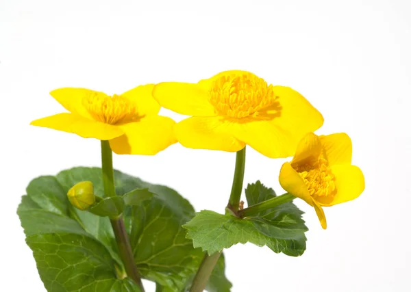 Sumpfdotterblume Caltha Palustris Gelbe Blüten Wasserpflanzen — Stockfoto