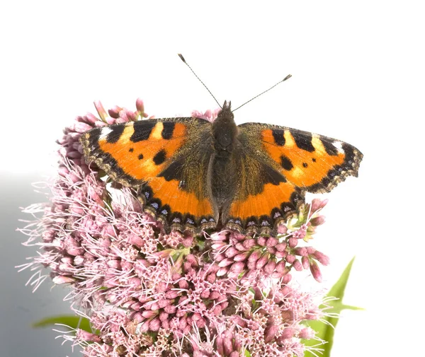 Kleiner Fuchs Aglais Urticae Wasserdost — Photo