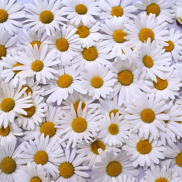 Mooie Kamille Bloemen Witte Achtergrond — Stockfoto