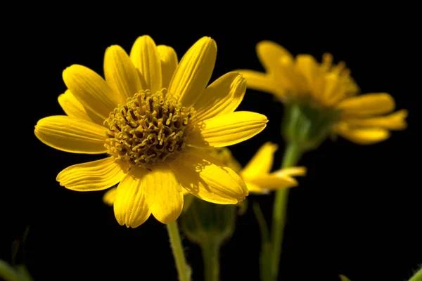 Arnika Arnica Chamissonis Wiesenarnika — Foto de Stock