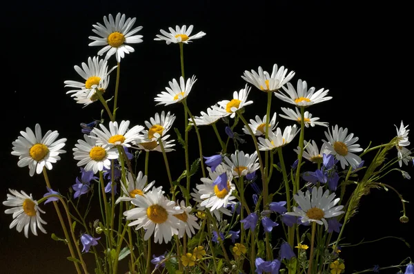 Hermosas Flores Manzanilla Sobre Fondo Negro — Foto de Stock