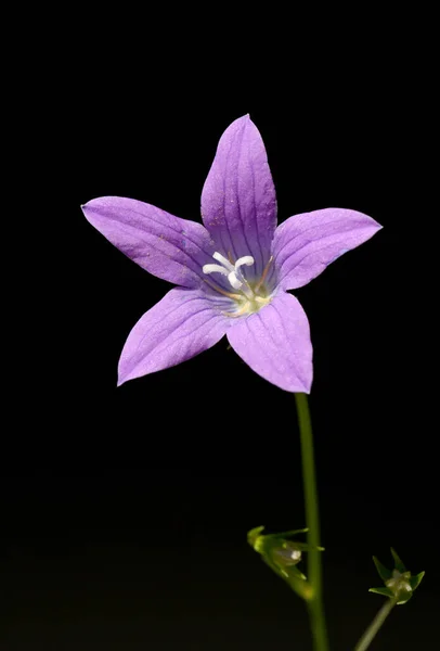 Hermosa Flor Púrpura Jardín — Foto de Stock