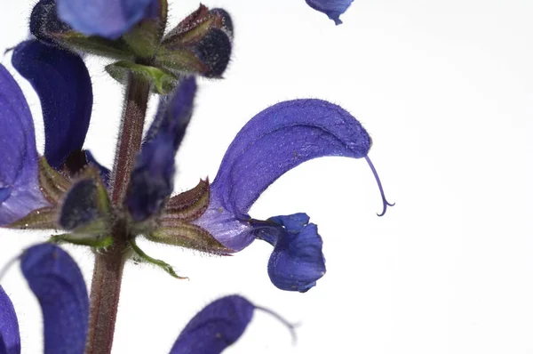 Wiesensalbei Salbei Salvia Pratensis — Fotografia de Stock