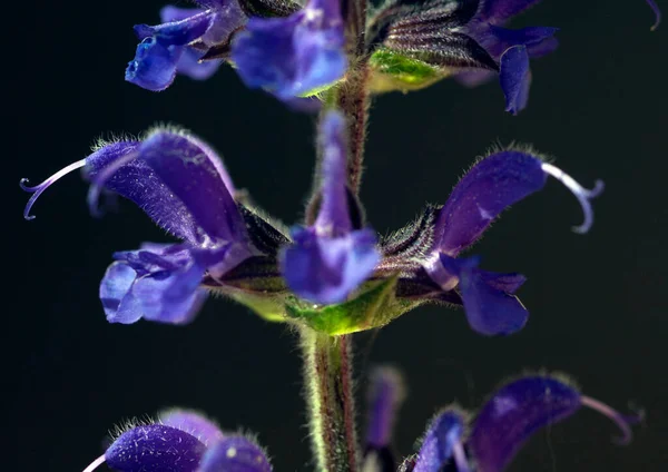 Wiesensalbei Salbei Salvia Pratensis — Stock Photo, Image