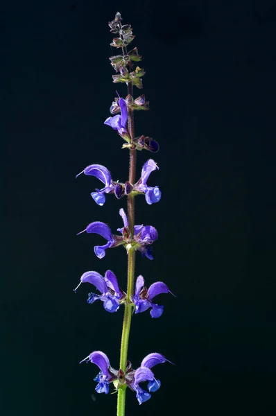 Wiesensalbei Salbei Salvia Pratensis — Stockfoto