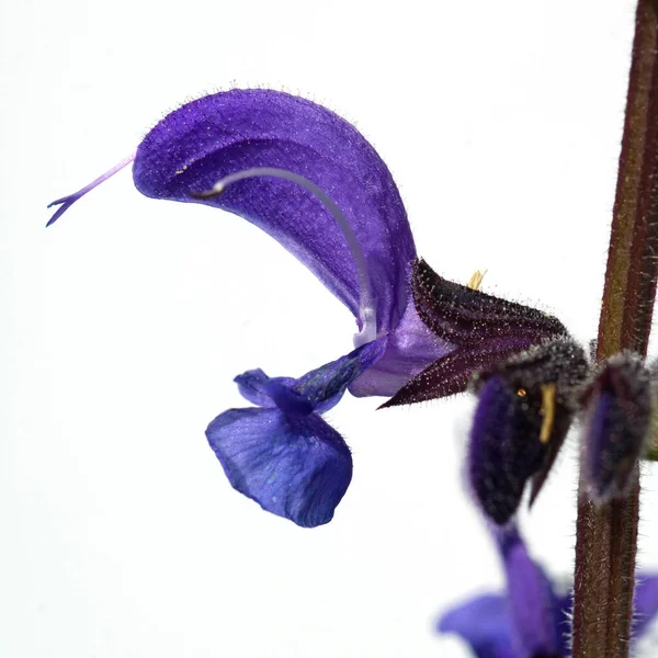 Wiesensalbei Salbei Salvia Pratensis — Zdjęcie stockowe