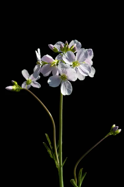 Wiesenschaumkraut Cardamine Pratensis Wiesenblume —  Fotos de Stock