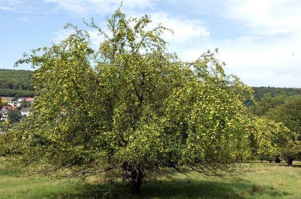 Ormanda Yeşil Ağaçlar — Stok fotoğraf