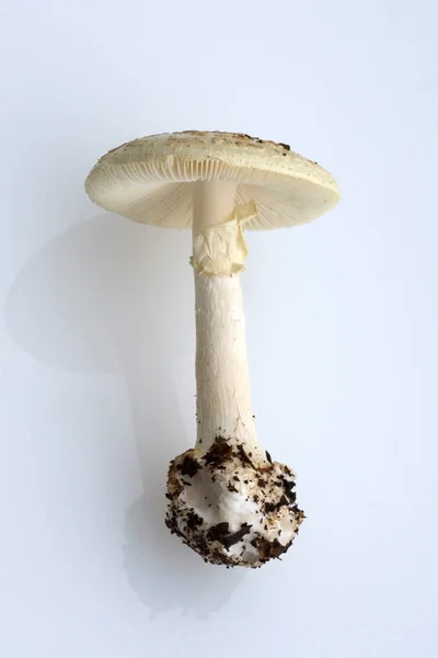 White Mushroom Gray Background — Stock Photo, Image