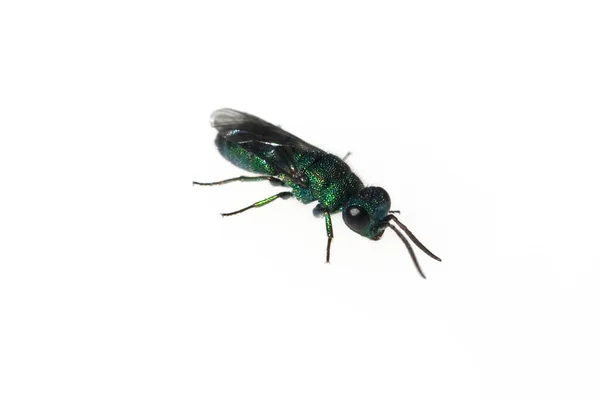 Insekten Fauna Tierwelt Käfer — Stockfoto