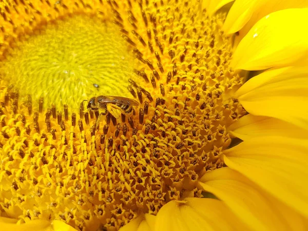 Sonnenblume Helianthus Annuus Oelpflanze Energiepflanze Nutzpflanze — 스톡 사진