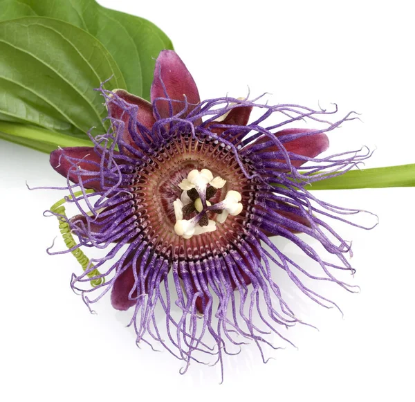 Koenigs Grenadille病原菌 Passiflora Com — ストック写真