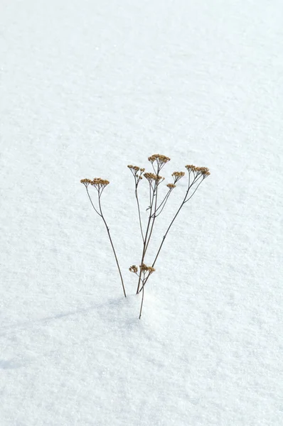 Kışın Karla Kaplı Çimenler — Stok fotoğraf