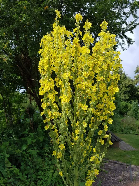 Koenigskerze Grossbluetige Verbascum Densiflorum — Fotografia de Stock