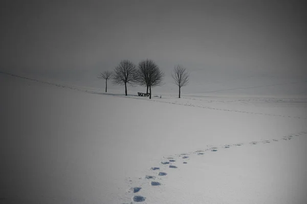 Paesaggio Invernale Con Alberi Innevati — Foto Stock