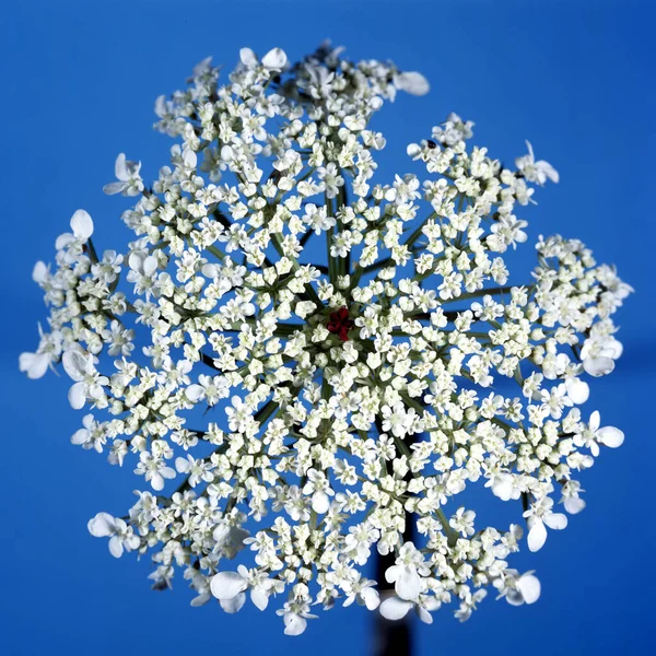 Wilde Moehre Daucus Carota — Fotografia de Stock