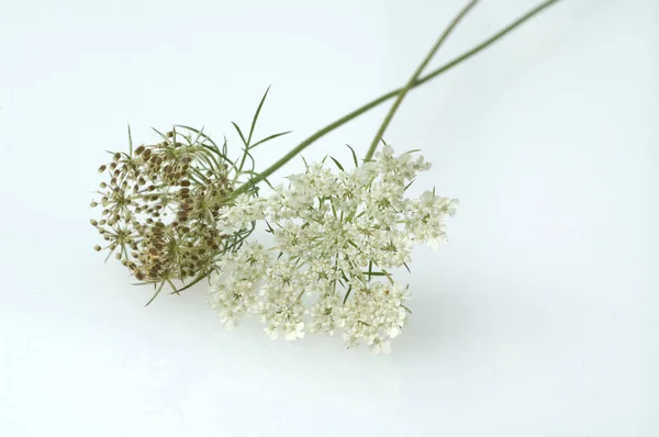 Wilde Moehre Daucus Carota — Photo