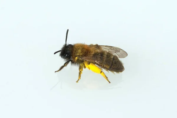 Bee White Background — Stock Photo, Image