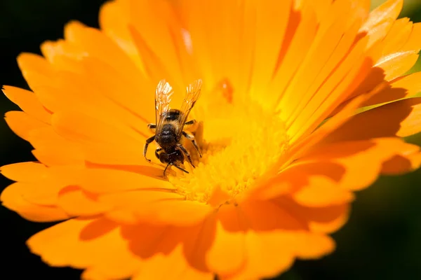 Ringelblume Calendula Officinalis Wildbiene — Photo