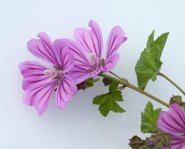 Prachtige Purperen Bloemen Een Witte Achtergrond — Stockfoto