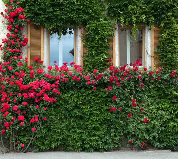 Hermosas Flores Jardín — Foto de Stock