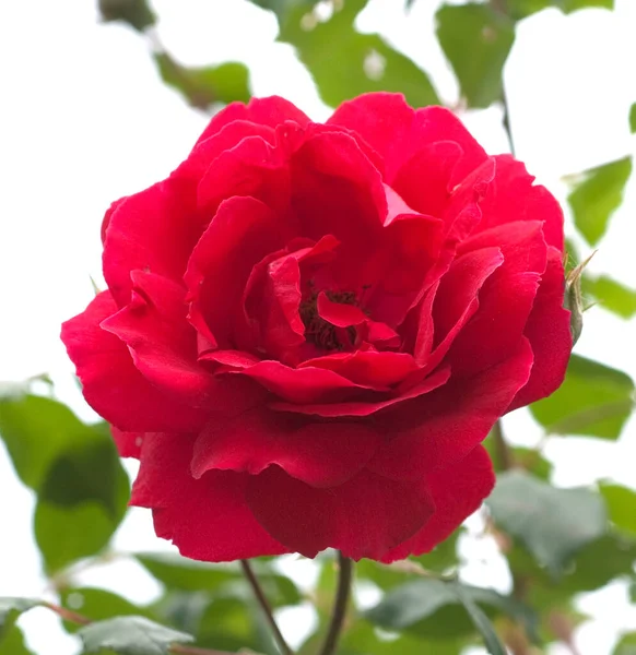 Όμορφο Κόκκινο Τριαντάφυλλο Λευκό Φόντο — Φωτογραφία Αρχείου