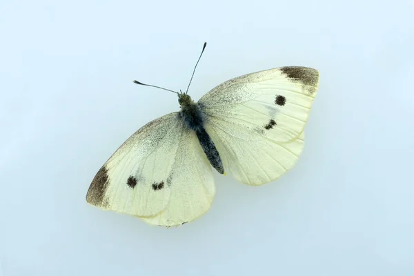 Красивая Бабочка Белом Фоне — стоковое фото