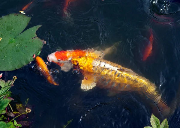 Ikan Koi Kolam — Stok Foto