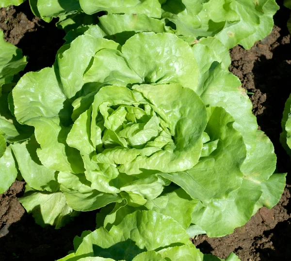 Cabbage Growing Garden — Stock Photo, Image