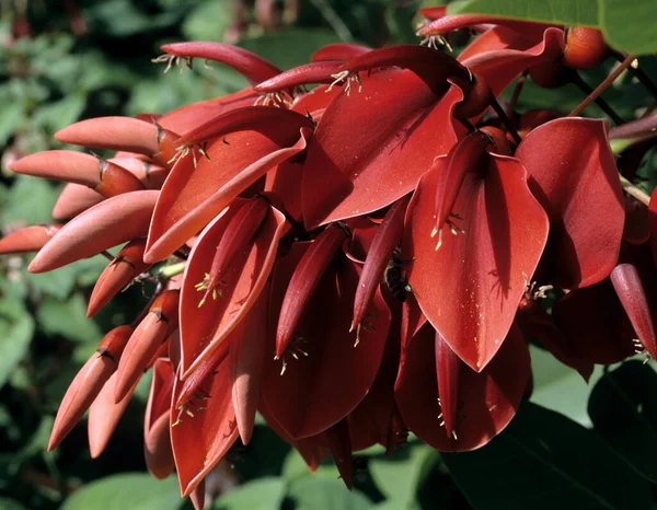 Korallenstrauch Erythrina Crista Galli Balkonblumen Blumen Auf Terrasse Gartenblumen — Φωτογραφία Αρχείου