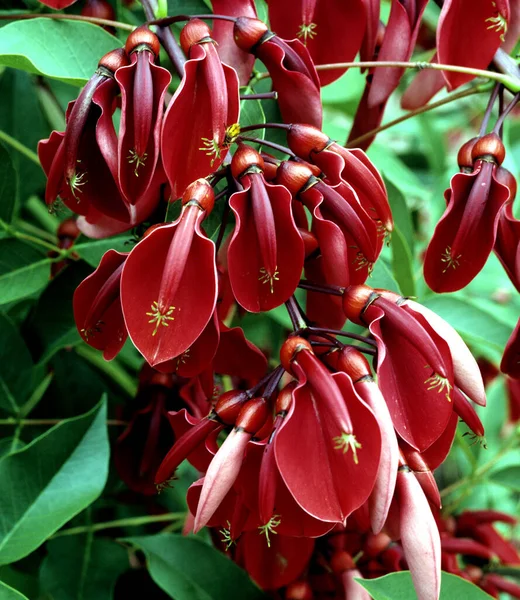 Orallenstrauch Erythrina Crista Galli — Φωτογραφία Αρχείου