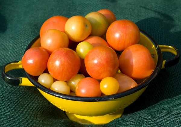 木の背景のボウルに新鮮な熟したトマト — ストック写真