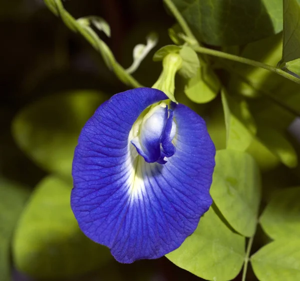 Kordofanerbse Klitoria Ternatia Bluete Blau — 스톡 사진