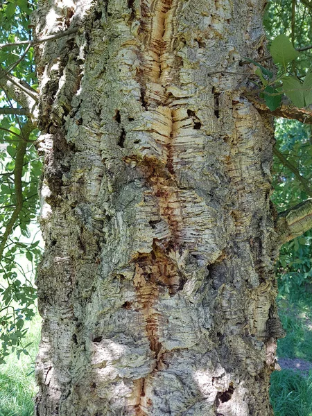 Korkeiche Quercus Suber Ist Der Baum Von Dessen Rinde Die — Stockfoto