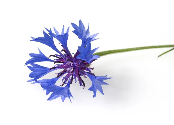 Schöne Blaue Blume Isoliert Auf Weißem Hintergrund — Stockfoto