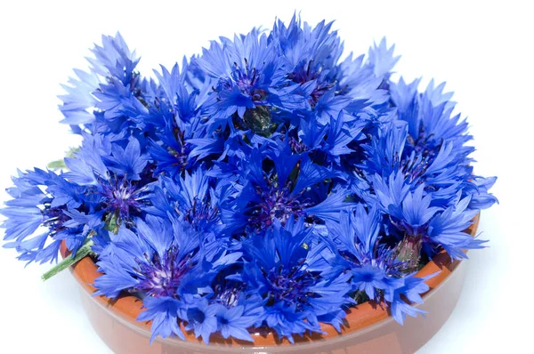 Kornblume Centaurea Cyanus Kornblume — стоковое фото