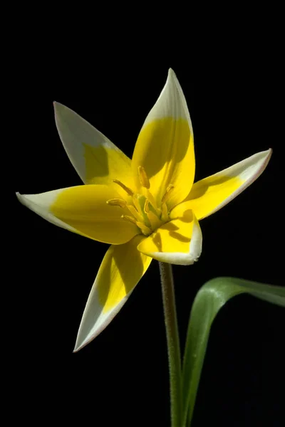 Hermosa Flor Amarilla Sobre Fondo Negro — Foto de Stock