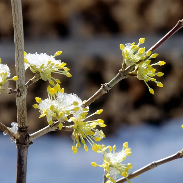 Frühlingsblumen Auf Einem Baum — Stockfoto