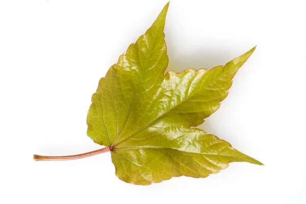 Wilder Wein Parthenocissus Quinquefolia — Foto Stock