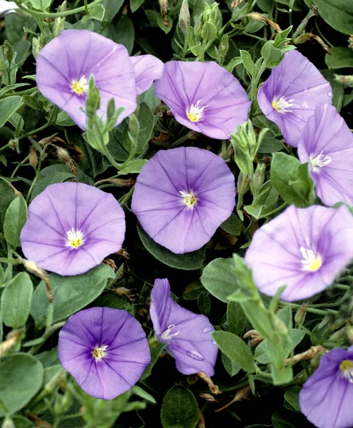 Bellissimi Fiori Giardino — Foto Stock