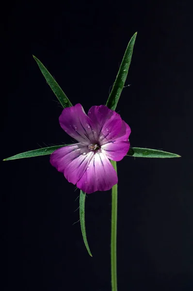 Bela Flor Roxa Jardim — Fotografia de Stock